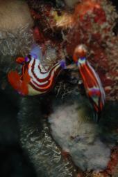dsc_3431.jpg