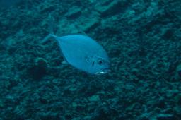dsc_3506.jpg
