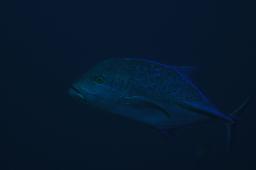 dsc_3603.jpg