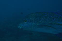 dsc_3606.jpg