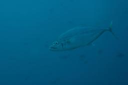 dsc_3646.jpg