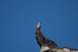 dsc_4074.jpg