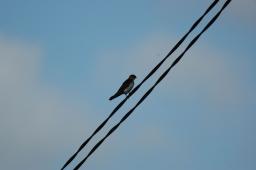 dsc_4078.jpg