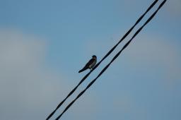 dsc_4079.jpg