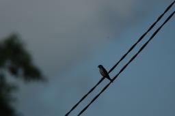 dsc_4081.jpg