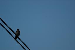 dsc_4082.jpg