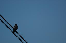 dsc_4083.jpg