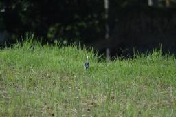 dsc_4093.jpg
