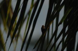 dsc_4099.jpg