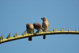 dsc_4105.jpg