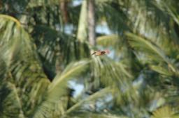dsc_4121.jpg
