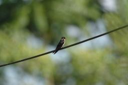 dsc_4132.jpg