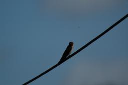 dsc_4134.jpg