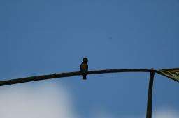 dsc_4142.jpg