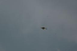 dsc_4151.jpg