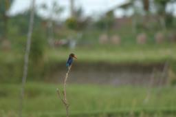 dsc_4172.jpg