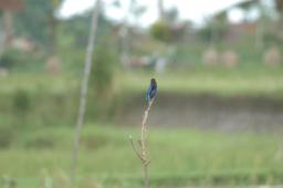 dsc_4175.jpg
