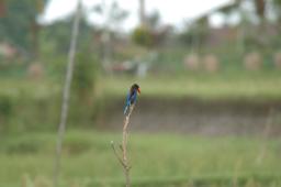 dsc_4176.jpg