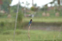 dsc_4177.jpg