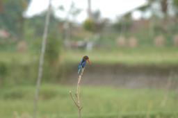 dsc_4178.jpg