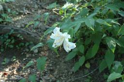 dsc_2307.jpg