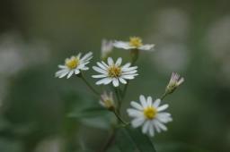 dsc_3101.jpg