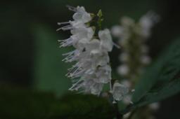dsc_3116.jpg