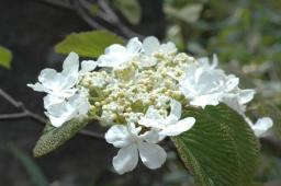 dsc_6924.jpg