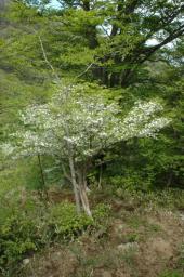 dsc_7046.jpg