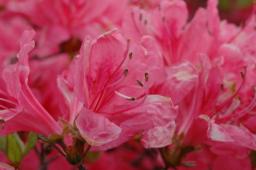 dsc_7061.jpg