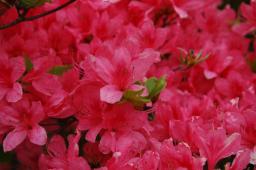 dsc_7064.jpg