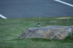 dsc_7085.jpg