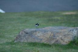 dsc_7086.jpg