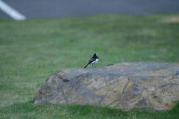 dsc_7087.jpg