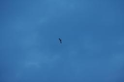 dsc_7093.jpg