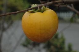 dsc_9896.jpg