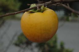 dsc_9897.jpg