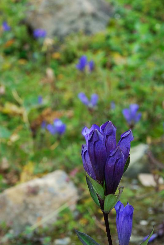 DSC_1600.jpg