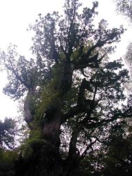 dscn0210.jpg