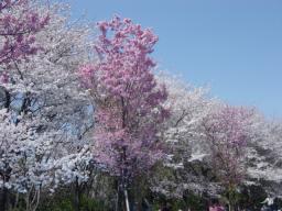 DSC04084.JPG