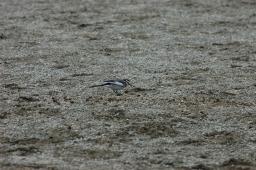 dsc_4787.jpg