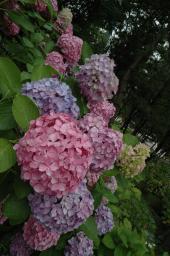 dsc_4225.jpg