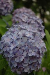 dsc_4229.jpg