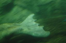 dsc_4238.jpg