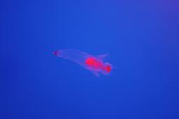 dsc_4246.jpg