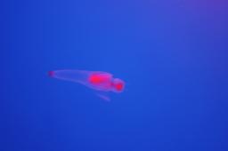 dsc_4247.jpg