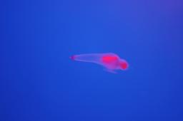 dsc_4248.jpg