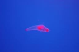 dsc_4249.jpg
