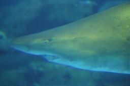 dsc_4251.jpg