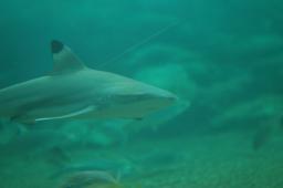 dsc_4288.jpg